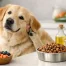 Dog Food for Sensitive Skin That Helps