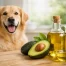 Is Avocado Oil Good for Dogs?