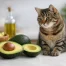 Is Avocado Safe for Cats? What to Know